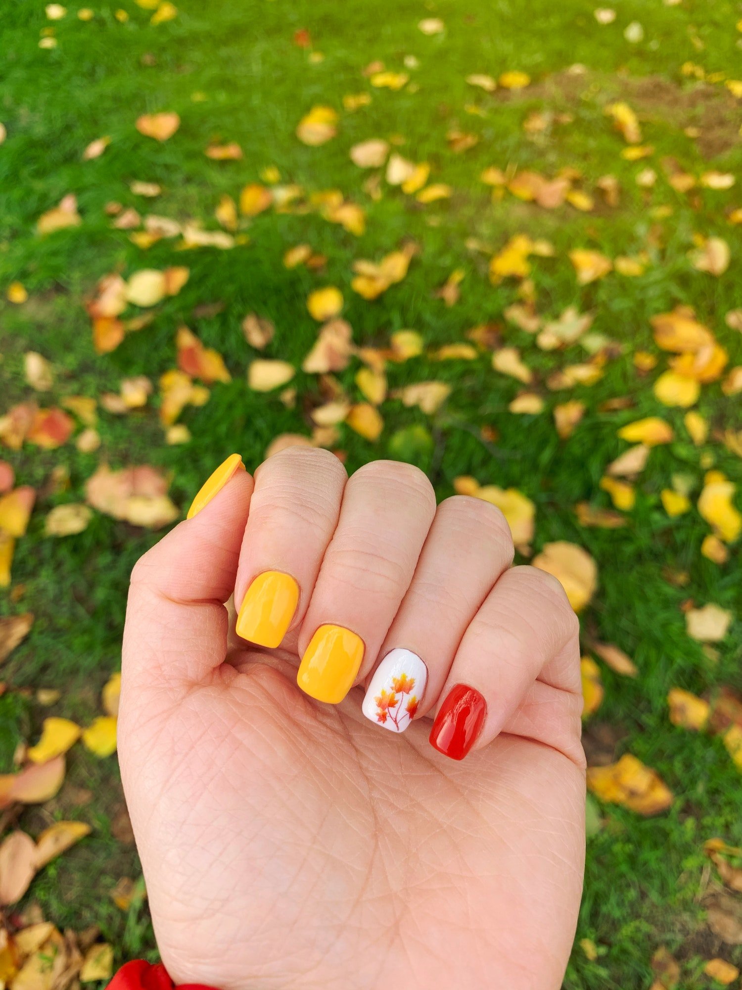 Beautiful autumn manicure design on well-groomed female nails. Soft square shape. Fall leaves